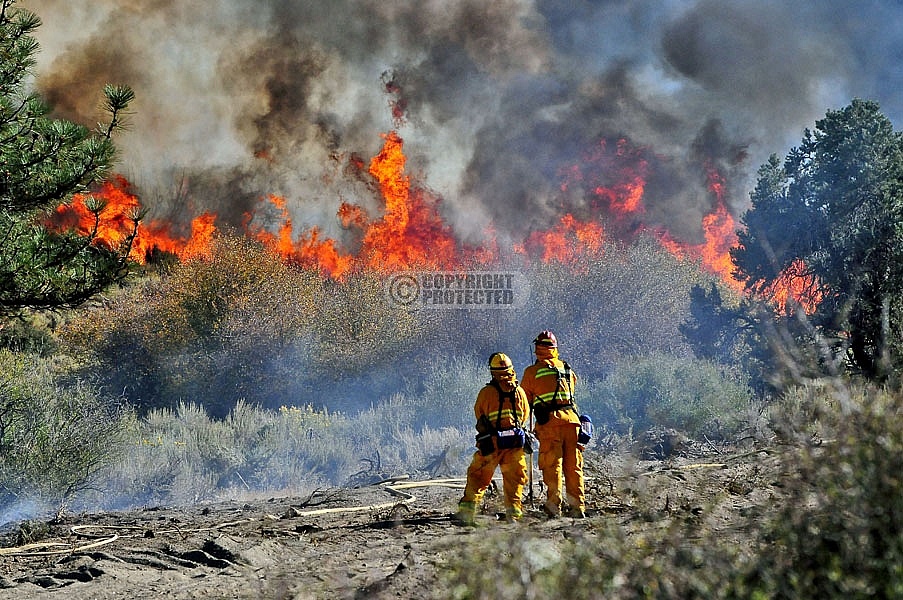 10.4.2009 Sheep Incident 10.4.2009 Sheep Incident
