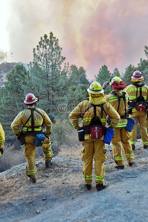 10.4.2009 Sheep Incident